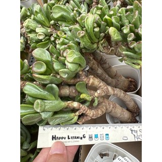 MC多肉園 嚴選5月韓國進口多肉植物，多品種可選，療癒盆栽，新手推薦, 1個, 史瑞克