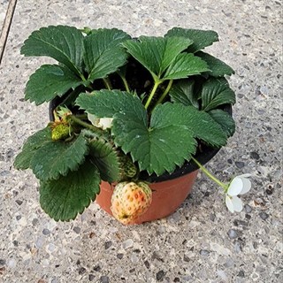 딸기모종 소품 과일 스트로베리 에이피플랜츠, 1개, 기본