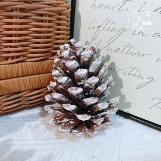 綜合松果 染色松果 果實 DIY 拍照道具 落葉松 大松花 小毬果 刷白 玫瑰杉松 花圈佈置 花圈材料 藤蔓花圈, 雪花松果10-12公分（1顆）