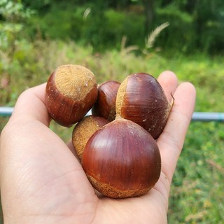 국내산 산지직송 공주 햇밤 알밤 대과사이즈, 1개, 2kg