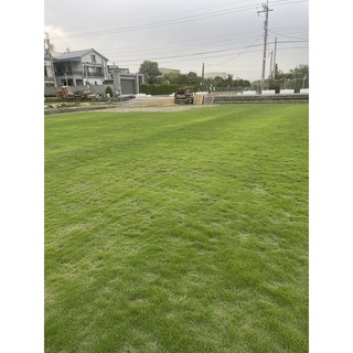 草堂園藝 台北草真草皮, 1箱