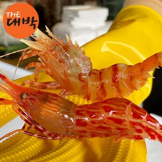 독도새우 활 꽃새우 닭새우 산소포장, 2개, 활 닭새우 500g