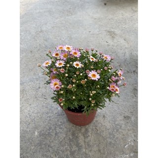 霏霏園藝 馬格利特菊花批發，園藝盆栽首選，輕鬆打造繽紛花園, 1個