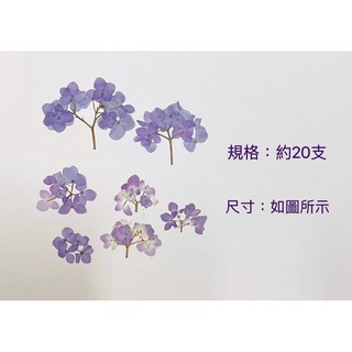 繡球花乾燥押花材料 植物標本手作DIY花材 C11-4