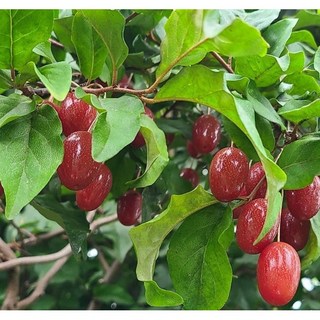 광일농원 보리수나무 2주 묶음 묘목 2년생 특묘 유실수, 2개, 보리수