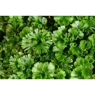 苔鑽 買1送1 團扇蕨 片裝3*3cm 蕨類植物 觀葉植物 迷你蕨類 盆栽 微景觀生態瓶造景 半水景生態缸, 1個