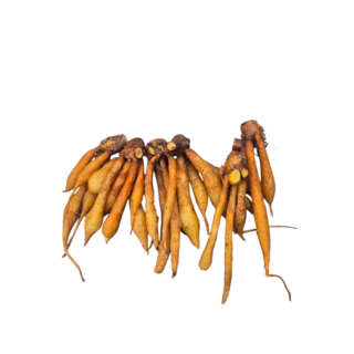 생핑거루트 태국산 갖차이 까차이 100g, 1개