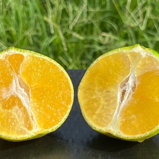 파파곳간 제주 황금향 초고당도 산지직송, 1박스, 1kg 대과 [2-4과 내외]