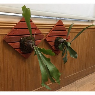 霏霏園藝 掛式鹿角蕨 仿真植物壁掛裝飾 室內綠植盆栽 免澆水易打理 提升居家品味, 1個