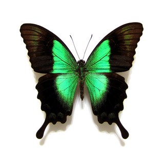 蝴蝶標本A1 綠琉璃鳳蝶 不同亞種隨機出貨 產地印尼 昆蟲標本收藏, 未展翅乾貨