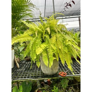 霏霏園藝班聖蕨波斯頓窗蕨盆栽 辦公室盆栽送禮推薦 綠意盎然 清新空氣, 1個, 有盆栽1800元