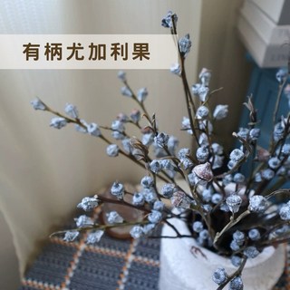 有柄尤加利果乾燥花束 居家裝飾擺飾 聖誕佈置 35-50公分
