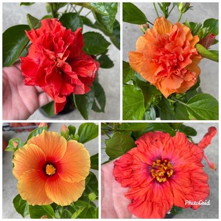 霏霏園藝扶桑花5吋盆栽（目前有花 多色可選）居家盆栽 陽台植物 特價180元, 1個