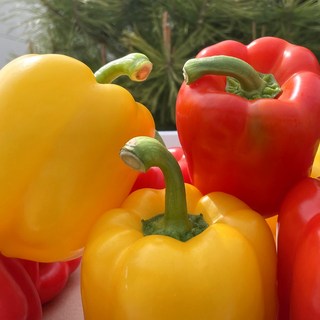 [정동원파프리카] 국산 파프리카 빨강 노랑 혼합, 1박스, 파프리카 1kg