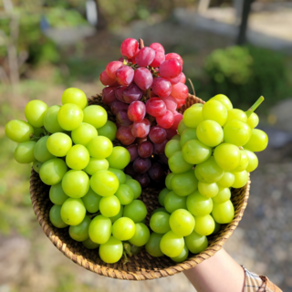 갓골농원 프리미엄 고당도 쥬얼머스켓 18브릭스 이상 농장직송, 1개, 2KG(2~3송이)