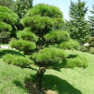 소나무(적송/금강송)수고100cm이상_플러그(2주묶음)정원수/조경수/묘목/I0520, 1개