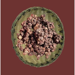 야콘종자 1kg(바로 심을 수 있도록 손질한), 1개