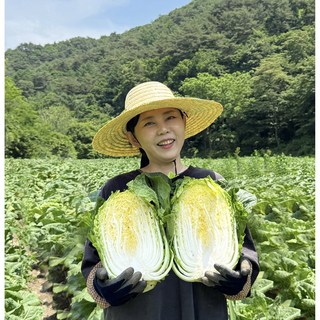 "강원도아지매" 새해 맞이 마무리 김장특가 국내산 절임배추 90일배추 직접 농사 지은 정성 가득 배추 10KG 20KG, 1박스, 도착희망일지정