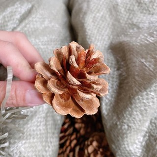綜合松果 染色松果 果實 DIY 拍照道具 落葉松 大松花 小毬果 刷白 玫瑰杉松 花圈佈置 花圈材料 藤蔓花圈, 松果5-6公分（1顆）