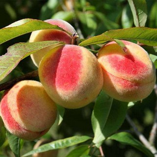 복숭아나무 묘목 1년 천도 백도 신비 올유명 마도카 몽부사 원백도 그린 황도 천중도, 백도-유명, 1개