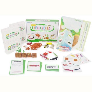 강낭콩 문어 벌 연어 성장단계 아동 교구 세트 초등식물교재 식물교구