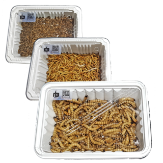 [특별행사] nb밀웜 살아있는 밀웜 - 일반밀웜 슈퍼밀웜 버팔로웜, 1.일반밀웜, 대(2.5cm 전후), (100+100마리)+안전포장, 1세트