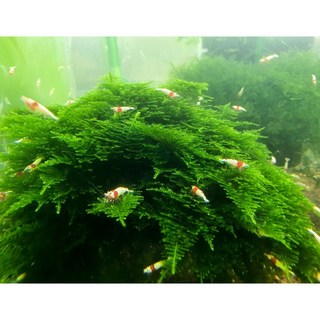 수초킹 키우기 쉬운 초보수초 삼각모스 (자와모스) 5cm*5cm 활착판, 1개