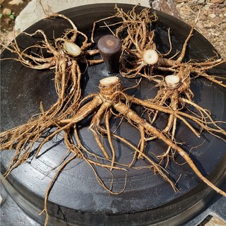 오지마을 야생 참당귀 직접채취 뿌리만 봐도 야생임을 알수있어여, 1개, 50g