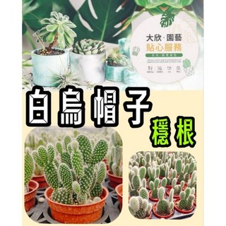 大欣園藝 穩根白烏帽子米老鼠仙人掌多肉植物盆栽 (一吋/三吋) - 療癒系室內植物, 1吋, White