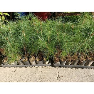 霏霏園藝 五葉松苗