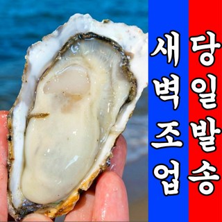 [새벽조업 당일발송] 초고압수세척 바다결 석화, 1세트, 3kg