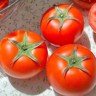 완숙 토마토 국내산 찰토마토 초특가, 1개, 10kg 대과