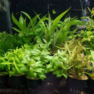 p老闆水族 盆草 水草 造景 水草缸 造景缸, 1個