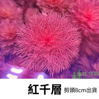 林作物 水草 現貨 紅千層 水中葉 紅色水草 中景水草 主景草 一般級, 每份1株
