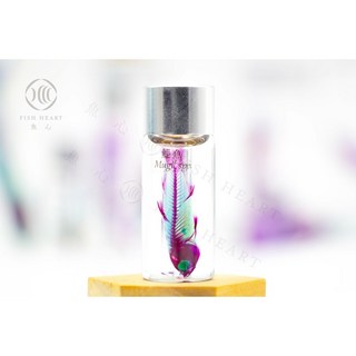 魚心標本藝術 透明生物標本 - 鯔魚 Mugil spp.(小) 辦公室療癒擺件, 1個