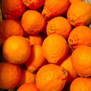 [마트납품용] 농가직송 상큼달콤 꿀당도 제주한라봉, 1박스, 3kg(중소과)