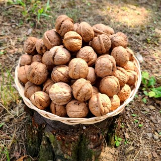 경북용성 고소한 국산 견과류 호두 (호두까기 미포함), 1박스, 중 0.5kg