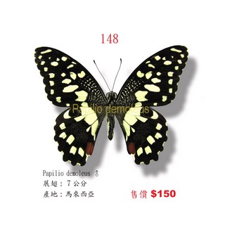 蟲新發現 蝴蝶標本A1 無尾鳳蝶 展翅6 7CM 馬來西亞產 昆蟲標本, 1個, 未展翅乾貨