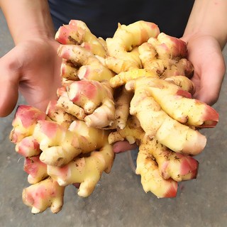 영호네농산물 25년 수확 국산 햇생강 최상급 특품 1kg, 1개, 흙생강1kg