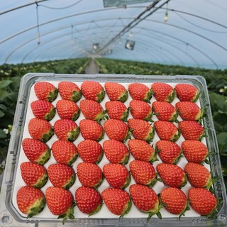 [산지직송] 설향딸기, 1개, [아이스 박스] 설향 딸기 상 750g내외 (32구)