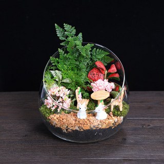 切口瓶苔蘚微景觀DIY材料包 創意玻璃球生態瓶擺件禮品植物套裝, 1個