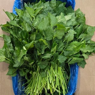 맛통령 국내산 참나물, 1개, 1kg