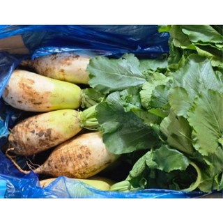 [싱싱채소] 다발무 단단한무 제주 월동무 흙무 김장무 동치미 석박지 10kg 6~10 개 내외 갯수, 1개