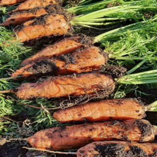 유나니네 제주 구좌 당근 흙당근 햇당근, 1개, 3kg (중)