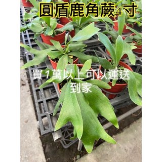 霏霏園藝圓盾鹿角蕨4寸盆栽 特價300元 居家綠植盆栽 美化空間 淨化空氣, 1個