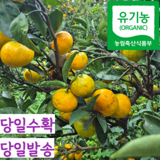 제주 유기농 친환경 노지 감귤 귤 밀감, 1개, 5kg