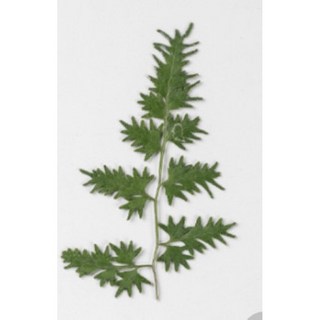 葉子蕨葉系真花壓花永生花綠葉材料包，少女寫真壁畫DIY水晶滴膠乾燥花植物標本, 海金沙蕾絲邊葉單入販售一包12隻