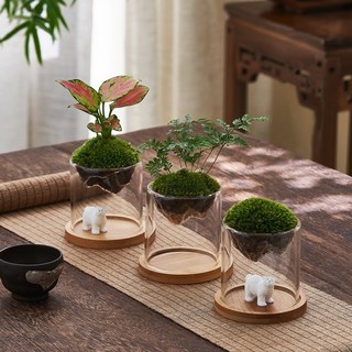 享園藝 加厚高硼硅透明玻璃苔蘚瓶 耐高溫透明觀山微景觀生態瓶水培植物瓶, 1個, 80杯+底座(不含熊與植物