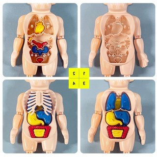 어린이집 세돌 과학교구 작은 인체모형 실내놀이 이큐, 1개