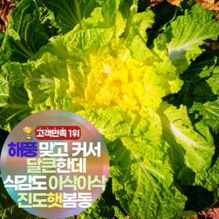 [바다1km] 삼시세끼연구소 해풍맞아 더 아삭달큰 햇 진도 봄동 배추 최상품, 1세트, 1kg